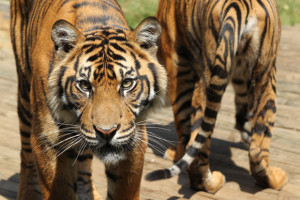 Photo Tip of the Week: How To Get Great Wildlife Shots at the Zoo
